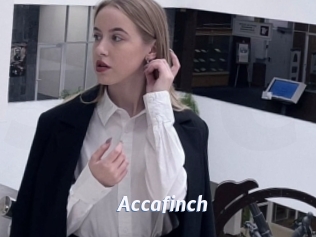 Accafinch
